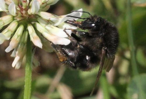 Bombus humilis